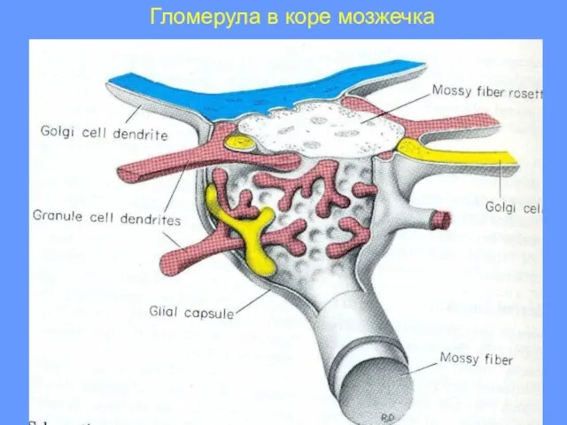 Гломерула в коре мозжечка