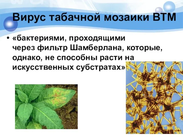Вирус табачной мозаики ВТМ «бактериями, проходящими через фильтр Шамберлана, которые, однако, не