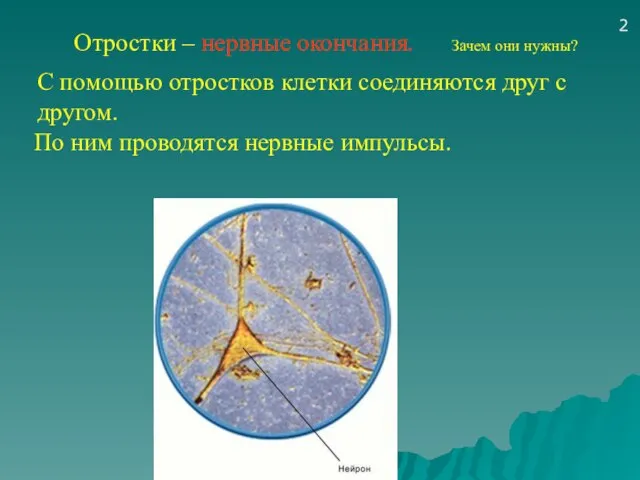 Отростки – нервные окончания. Зачем они нужны? 2 С помощью отростков клетки