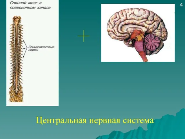 Центральная нервная система 4