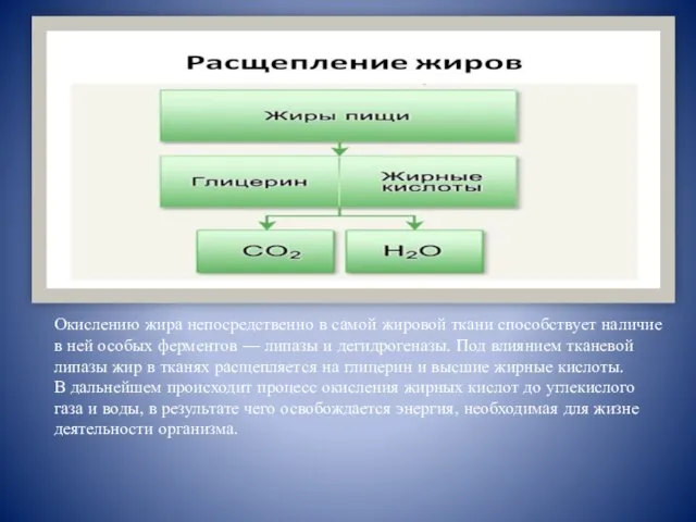 Окислению жира непосредственно в самой жировой ткани способствует наличие в ней особых