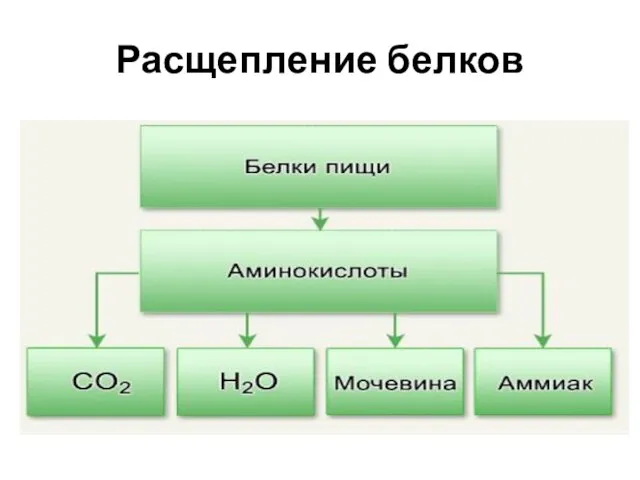 Расщепление белков