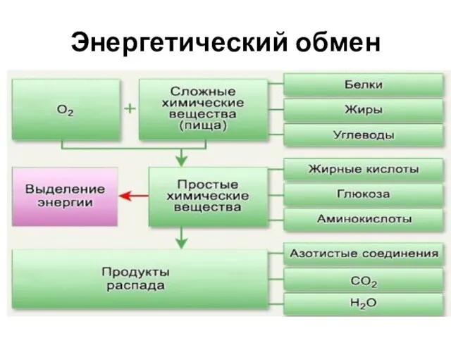 Энергетический обмен