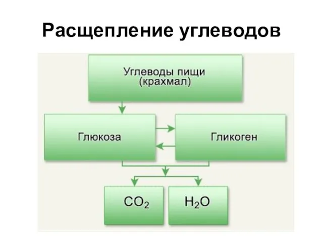 Расщепление углеводов