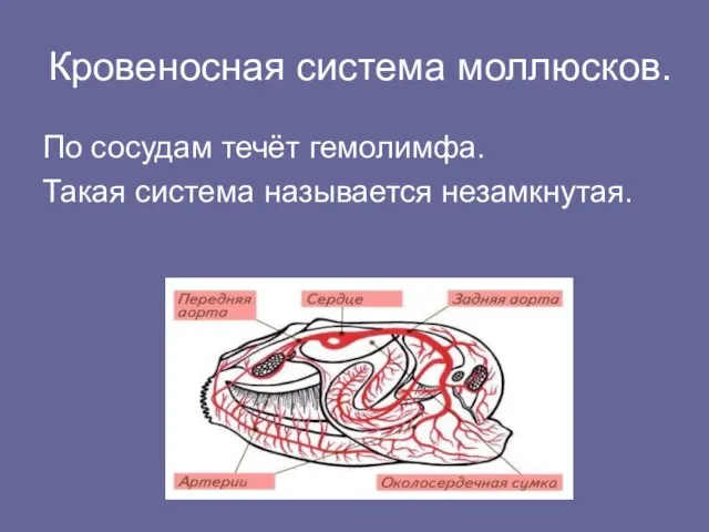 Кровеносная система моллюсков. По сосудам течёт гемолимфа. Такая система называется незамкнутая.