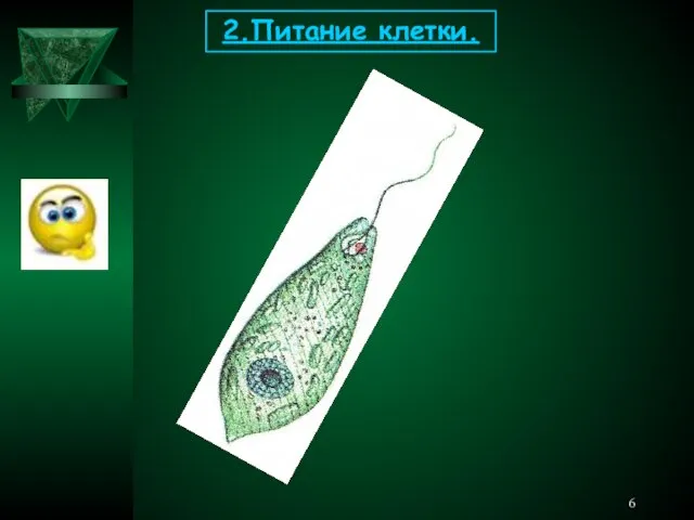 2.Питание клетки.