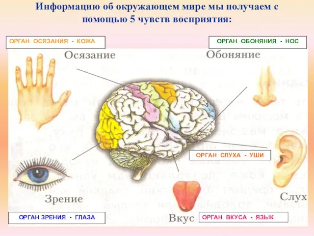 Информацию об окружающем мире мы получаем с помощью 5 чувств восприятия: ОРГАН