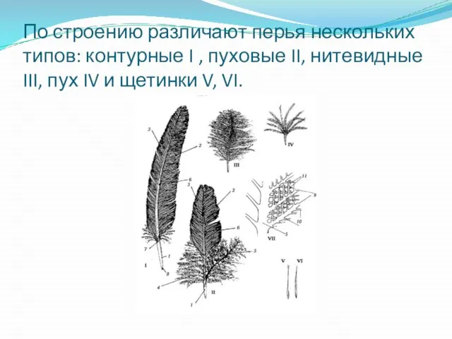 По строению различают перья нескольких типов: контурные I , пуховые II, нитевидные