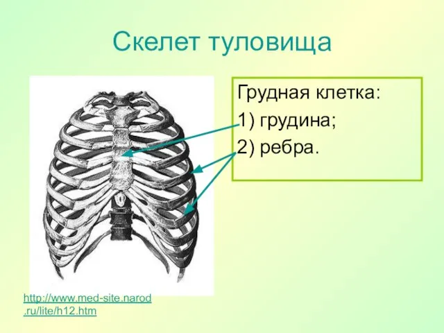 Скелет туловища Грудная клетка: 1) грудина; 2) ребра. http://www.med-site.narod.ru/lite/h12.htm