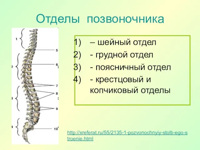 Отделы позвоночника http://xreferat.ru/55/2135-1-pozvonochnyiy-stolb-ego-stroenie.html – шейный отдел - грудной отдел - поясничный отдел