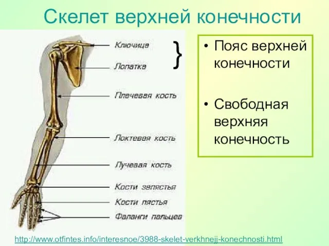 http://www.otfintes.info/interesnoe/3988-skelet-verkhnejj-konechnosti.html Пояс верхней конечности Свободная верхняя конечность Скелет верхней конечности }