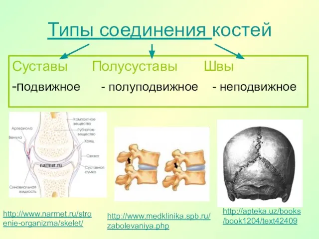 Типы соединения костей Суставы Полусуставы Швы -подвижное - полуподвижное - неподвижное http://www.narmet.ru/stroenie-organizma/skelet/ http://www.medklinika.spb.ru/zabolevaniya.php http://apteka.uz/books/book1204/text42409