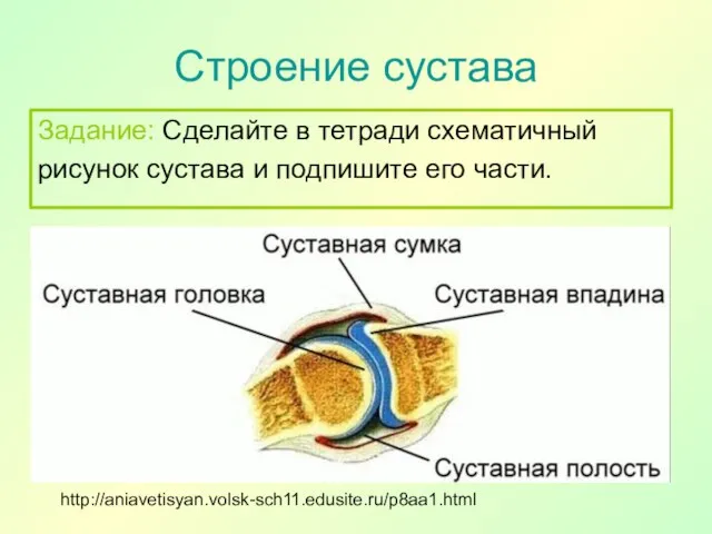 Строение сустава http://aniavetisyan.volsk-sch11.edusite.ru/p8aa1.html Задание: Сделайте в тетради схематичный рисунок сустава и подпишите его части.