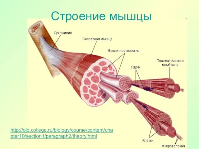 Строение мышцы http://old.college.ru/biology/course/content/chapter10/section1/paragraph2/theory.html