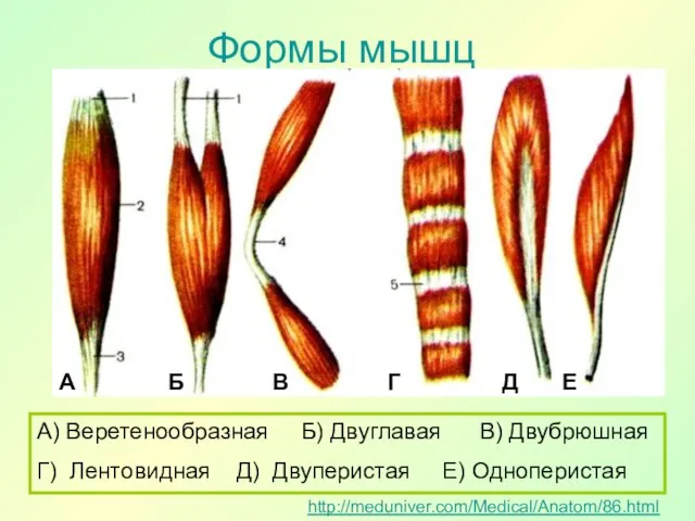 Формы мышц http://meduniver.com/Medical/Anatom/86.html А) Веретенообразная Б) Двуглавая В) Двубрюшная Г) Лентовидная Д)