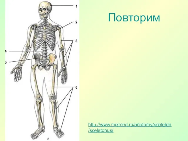 Повторим http://www.mixmed.ru/anatomy/sceleton/sceletonus/