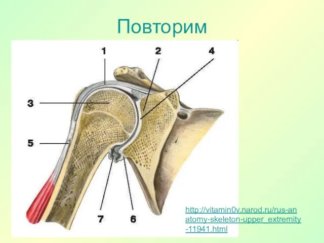 Повторим http://vitamin0v.narod.ru/rus-anatomy-skeleton-upper_extremity-11941.html