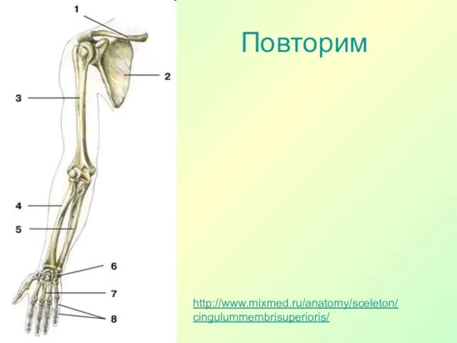 Повторим http://www.mixmed.ru/anatomy/sceleton/cingulummembrisuperioris/