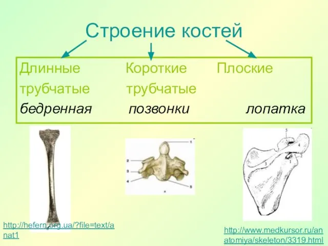 Строение костей Длинные Короткие Плоские трубчатые трубчатые бедренная позвонки лопатка http://hefern.org.ua/?file=text/anat1 http://www.medkursor.ru/anatomiya/skeleton/3319.html