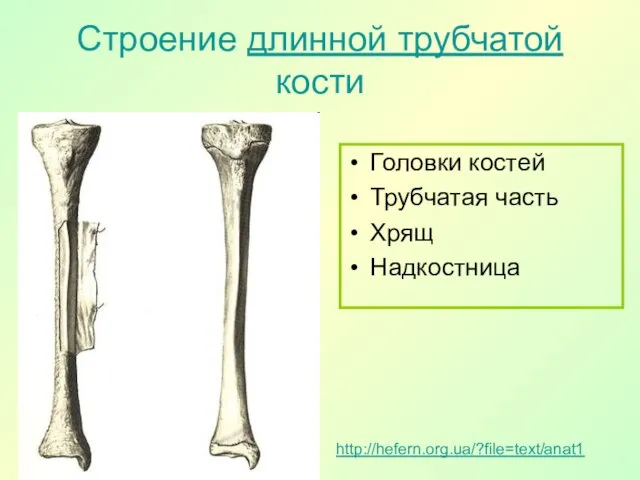 Строение длинной трубчатой кости Головки костей Трубчатая часть Хрящ Надкостница http://hefern.org.ua/?file=text/anat1