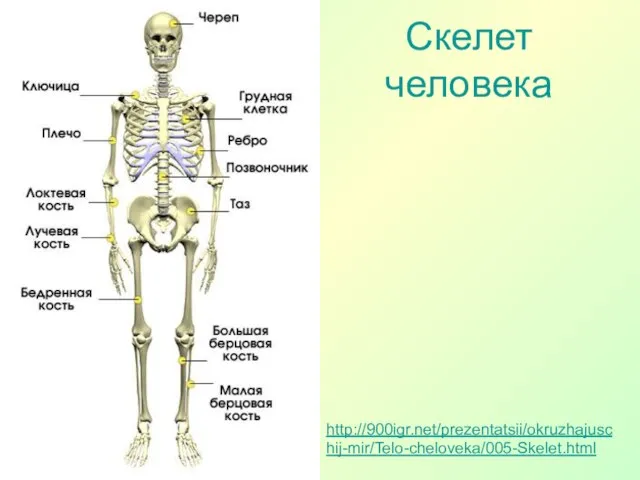 http://900igr.net/prezentatsii/okruzhajuschij-mir/Telo-cheloveka/005-Skelet.html Скелет человека