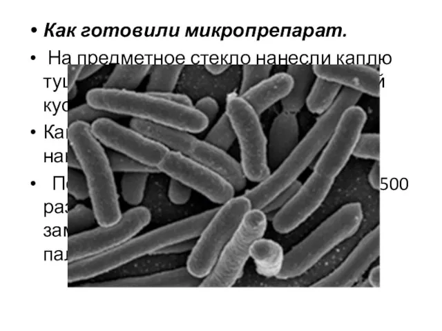 Как готовили микропрепарат. На предметное стекло нанесли каплю туши. В каплю перенесли