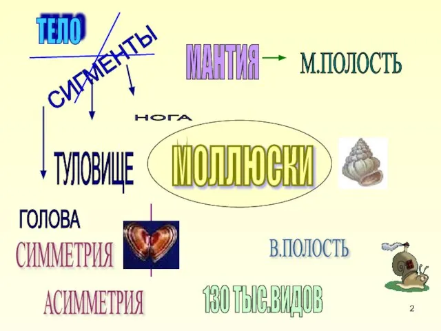 МОЛЛЮСКИ СИГМЕНТЫ В.ПОЛОСТЬ МАНТИЯ М.ПОЛОСТЬ ТЕЛО ГОЛОВА ТУЛОВИЩЕ НОГА 130 ТЫС.ВИДОВ СИММЕТРИЯ АСИММЕТРИЯ