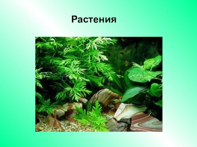 Растения