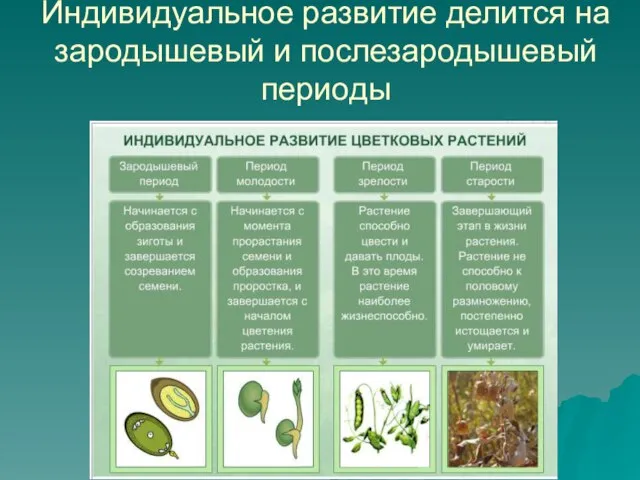 Индивидуальное развитие делится на зародышевый и послезародышевый периоды