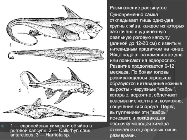 1 — европейская химера и её яйцо в роговой капсуле; 2 —