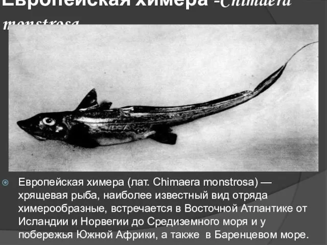 Европейская химера -Chimaera monstrosa Европейская химера (лат. Chimaera monstrosa) — хрящевая рыба,