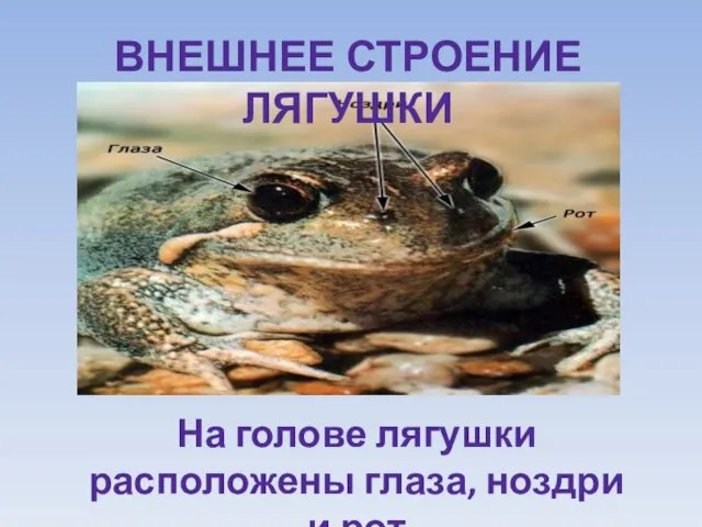 ВНЕШНЕЕ СТРОЕНИЕ ЛЯГУШКИ На голове лягушки расположены глаза, ноздри и рот