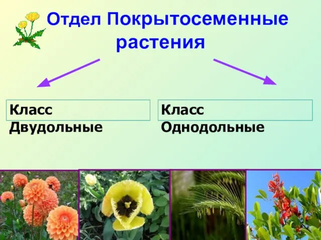 Класс Двудольные Класс Однодольные Отдел Покрытосеменные растения