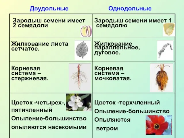 Двудольные Однодольные