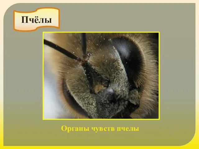 Пчёлы Органы чувств пчелы