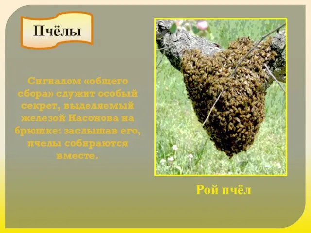Пчёлы Рой пчёл Сигналом «общего сбора» служит особый секрет, выделяемый железой Насонова