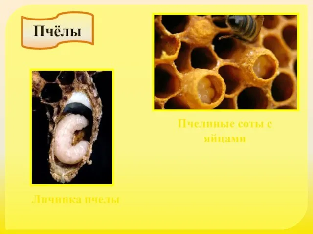 Пчёлы Пчелиные соты с яйцами Личинка пчелы