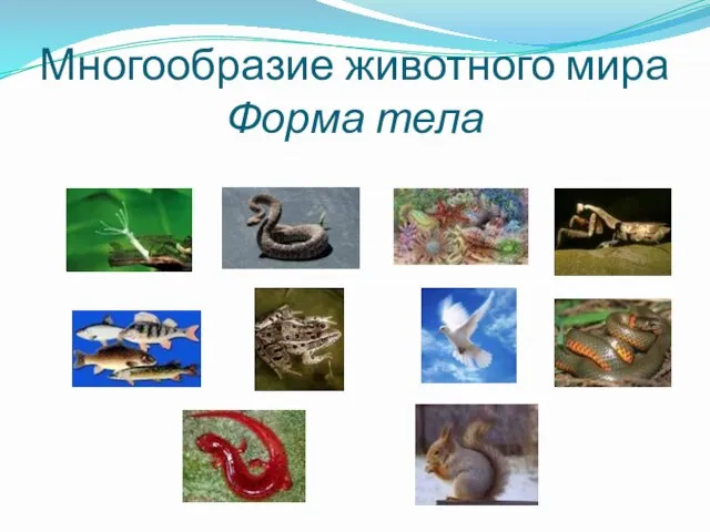 Многообразие животного мира Форма тела