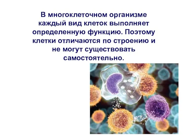 В многоклеточном организме каждый вид клеток выполняет определенную функцию. Поэтому клетки отличаются