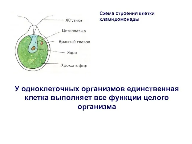 Схема строения клетки хламидомонады У одноклеточных организмов единственная клетка выполняет все функции целого организма