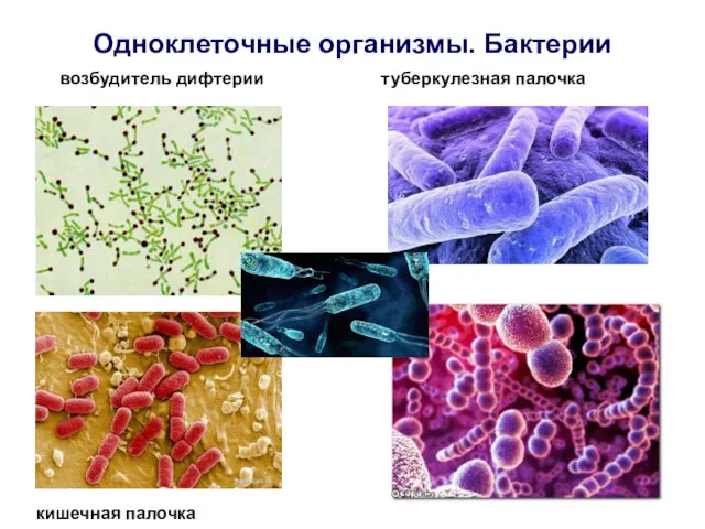 Одноклеточные организмы. Бактерии возбудитель дифтерии туберкулезная палочка кишечная палочка