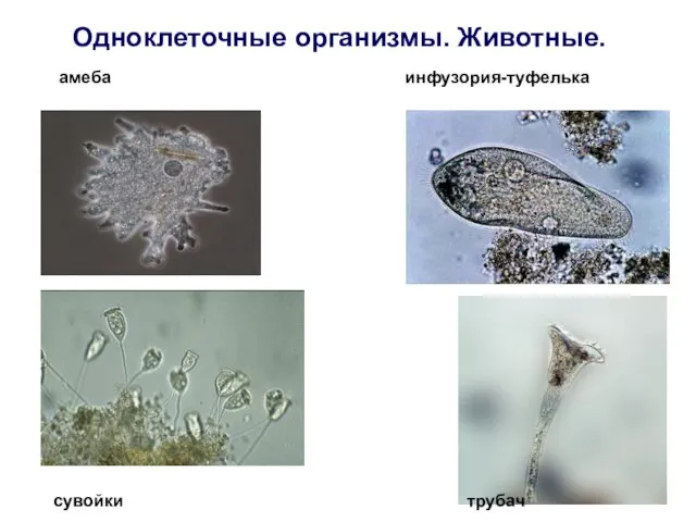 Одноклеточные организмы. Животные. амеба инфузория-туфелька сувойки трубач