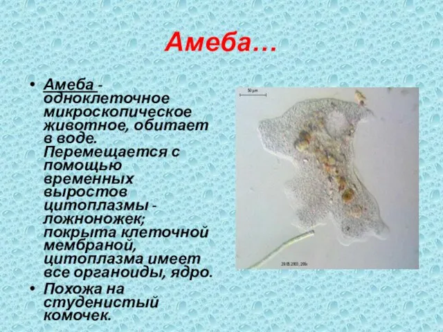 Амеба… Амеба - одноклеточное микроскопическое животное, обитает в воде. Перемещается с помощью