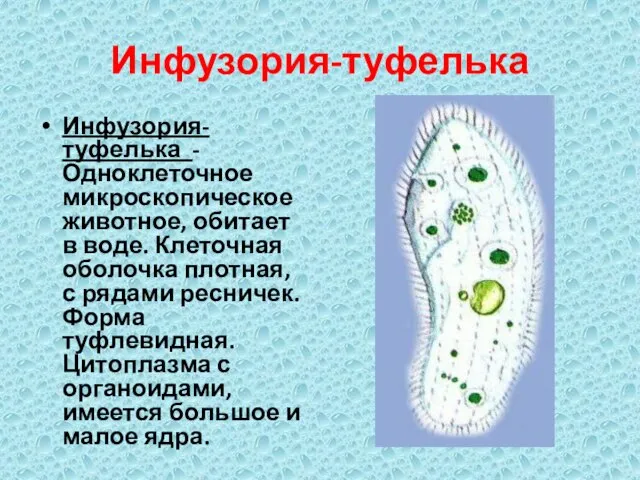 Инфузория-туфелька Инфузория-туфелька - Одноклеточное микроскопическое животное, обитает в воде. Клеточная оболочка плотная,