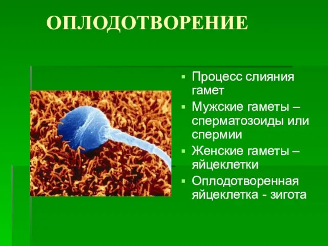 ОПЛОДОТВОРЕНИЕ Процесс слияния гамет Мужские гаметы – сперматозоиды или спермии Женские гаметы