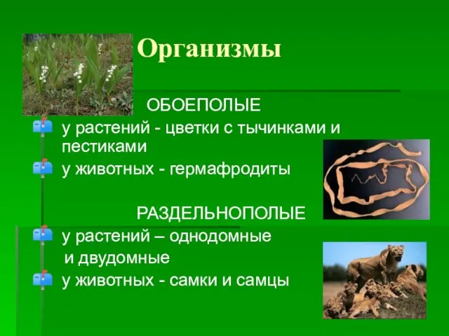 Организмы ОБОЕПОЛЫЕ у растений - цветки с тычинками и пестиками у животных