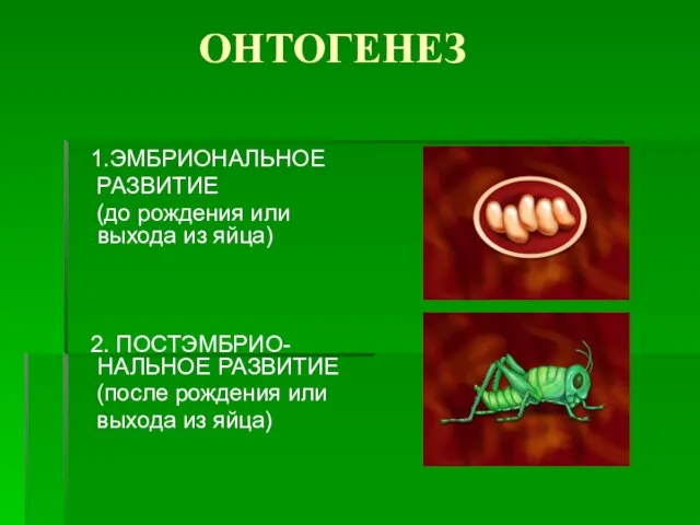 ОНТОГЕНЕЗ 1.ЭМБРИОНАЛЬНОЕ РАЗВИТИЕ (до рождения или выхода из яйца) 2. ПОСТЭМБРИО-НАЛЬНОЕ РАЗВИТИЕ