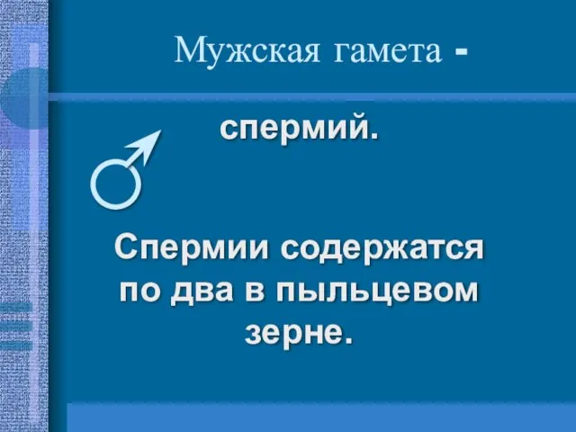 Мужская гамета - спермий. Спермии содержатся по два в пыльцевом зерне.