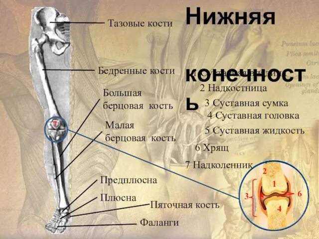 Тазовые кости Бедренные кости Большая берцовая кость Малая берцовая кость Предплюсна Плюсна