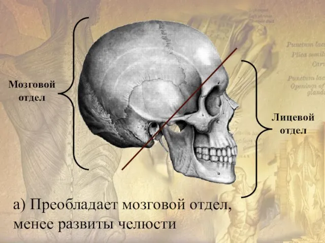 а) Преобладает мозговой отдел, менее развиты челюсти Лицевой отдел Мозговой отдел